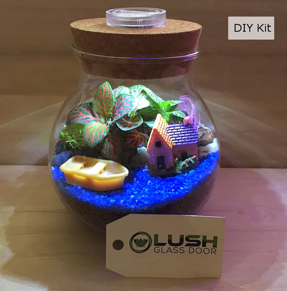Terrarium DIY Kit